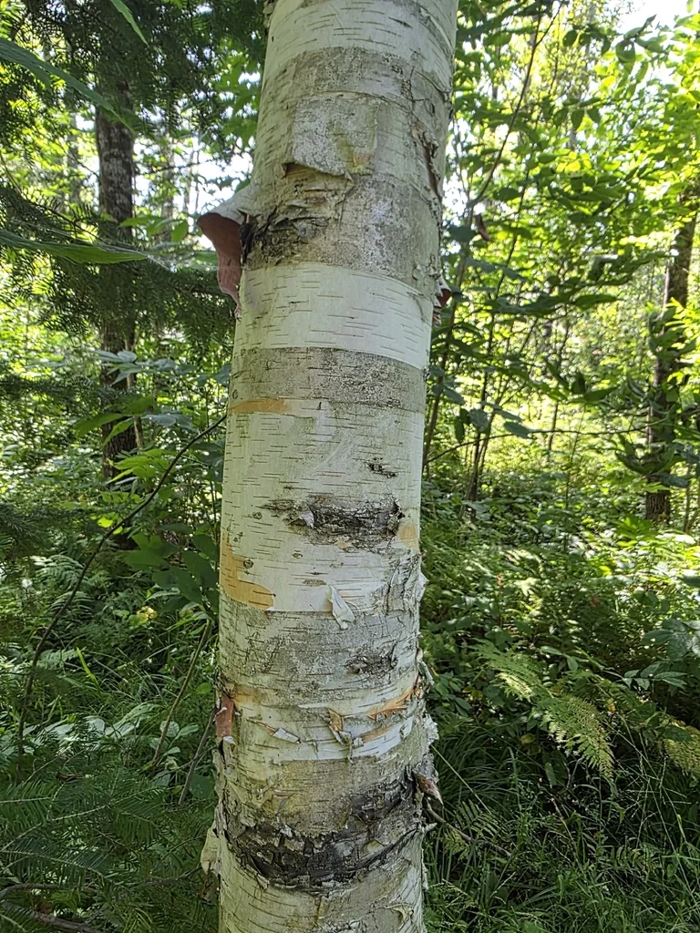 Betula Papyrifera