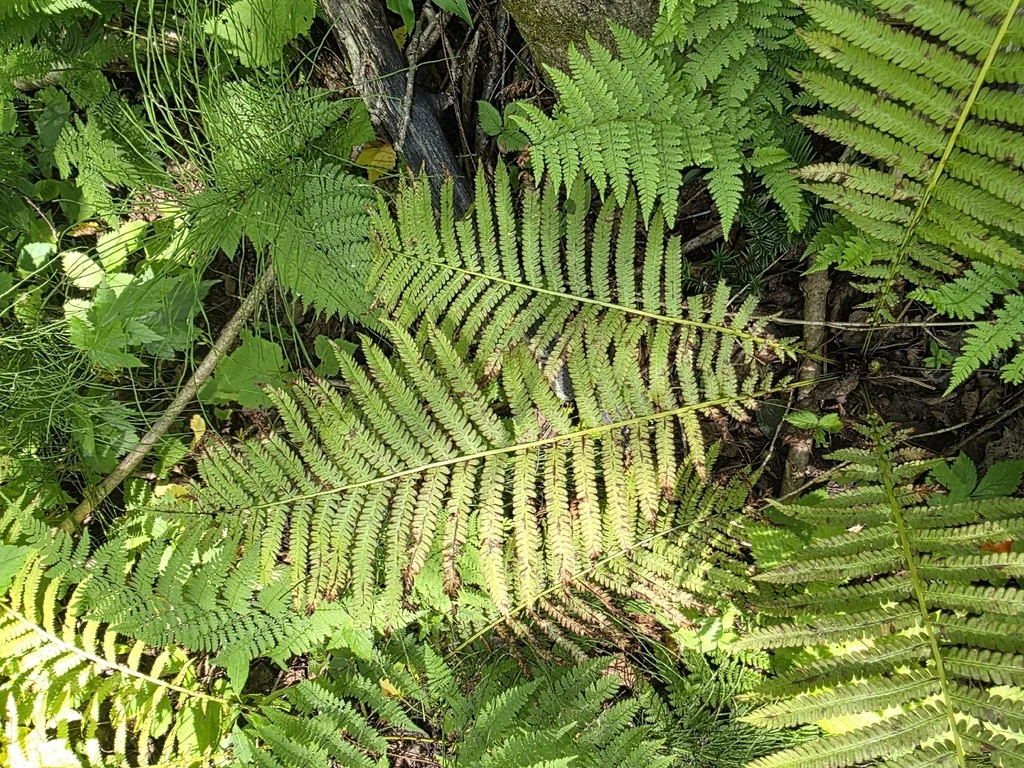 Matteuccia Struthiopteris