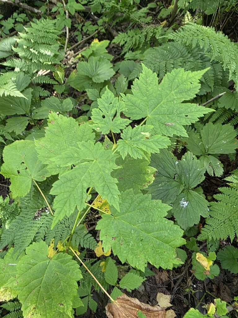 Acer Spicatum
