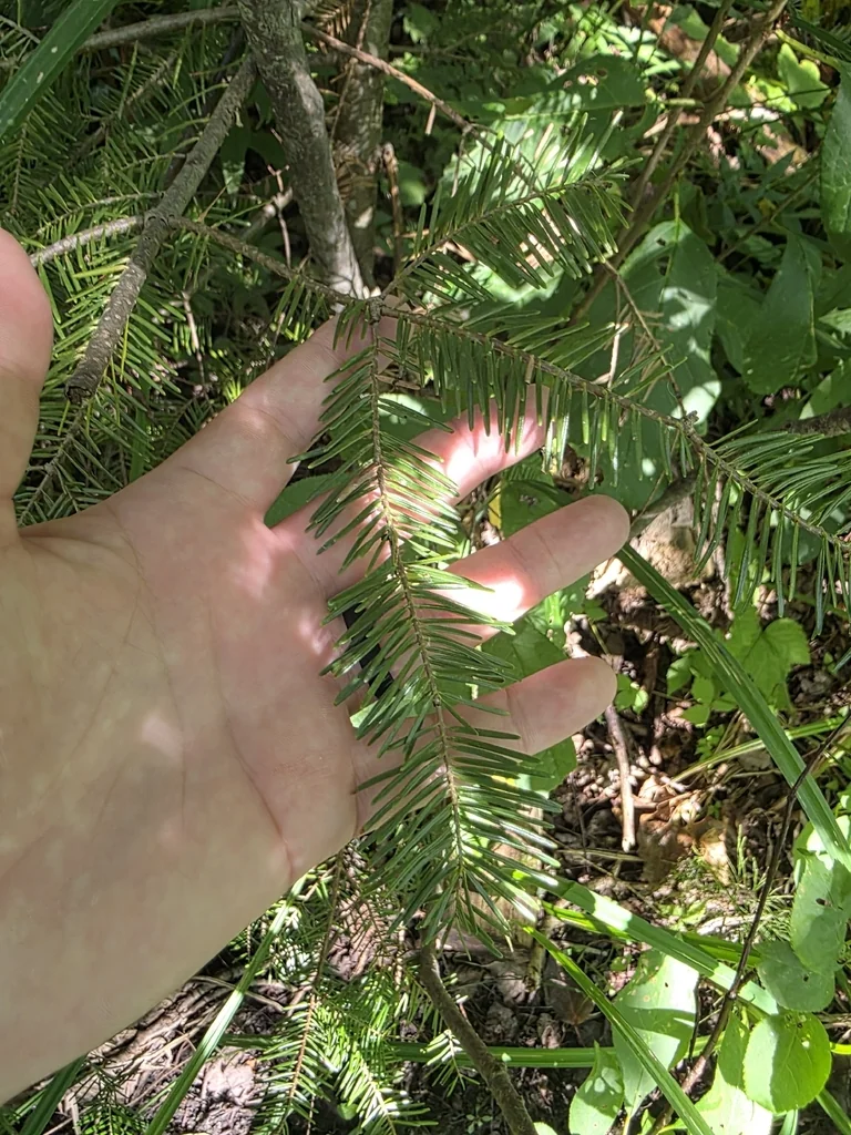 Abies Balsamea
