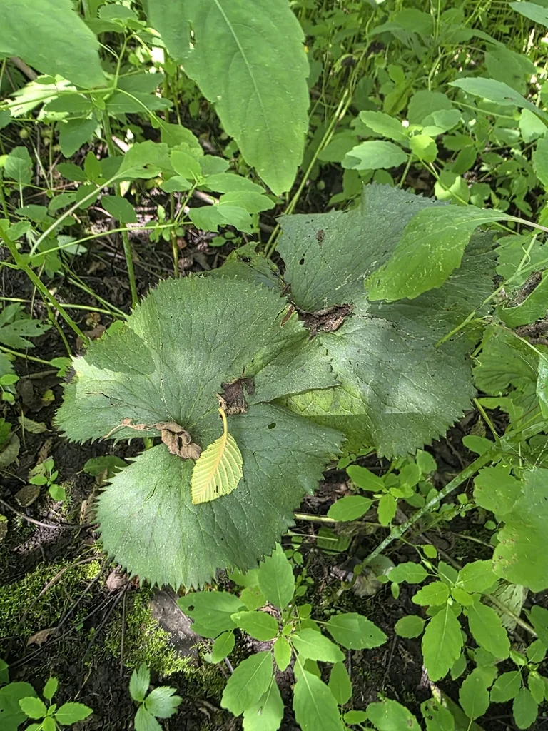 Caltha Palustris