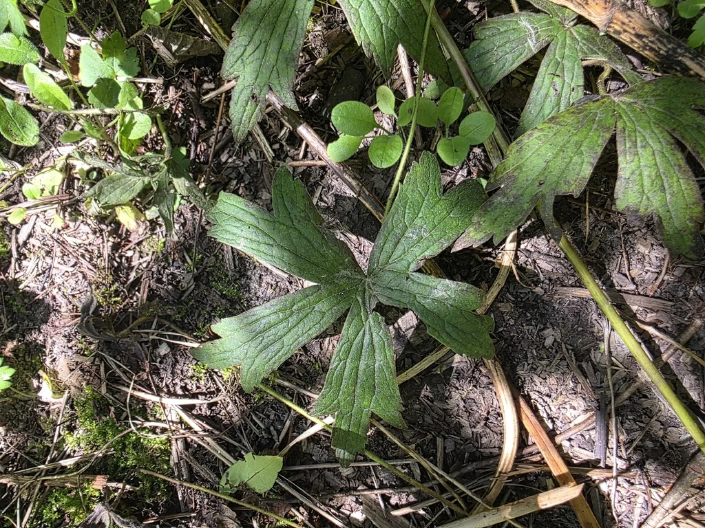 Anemone Canadensis