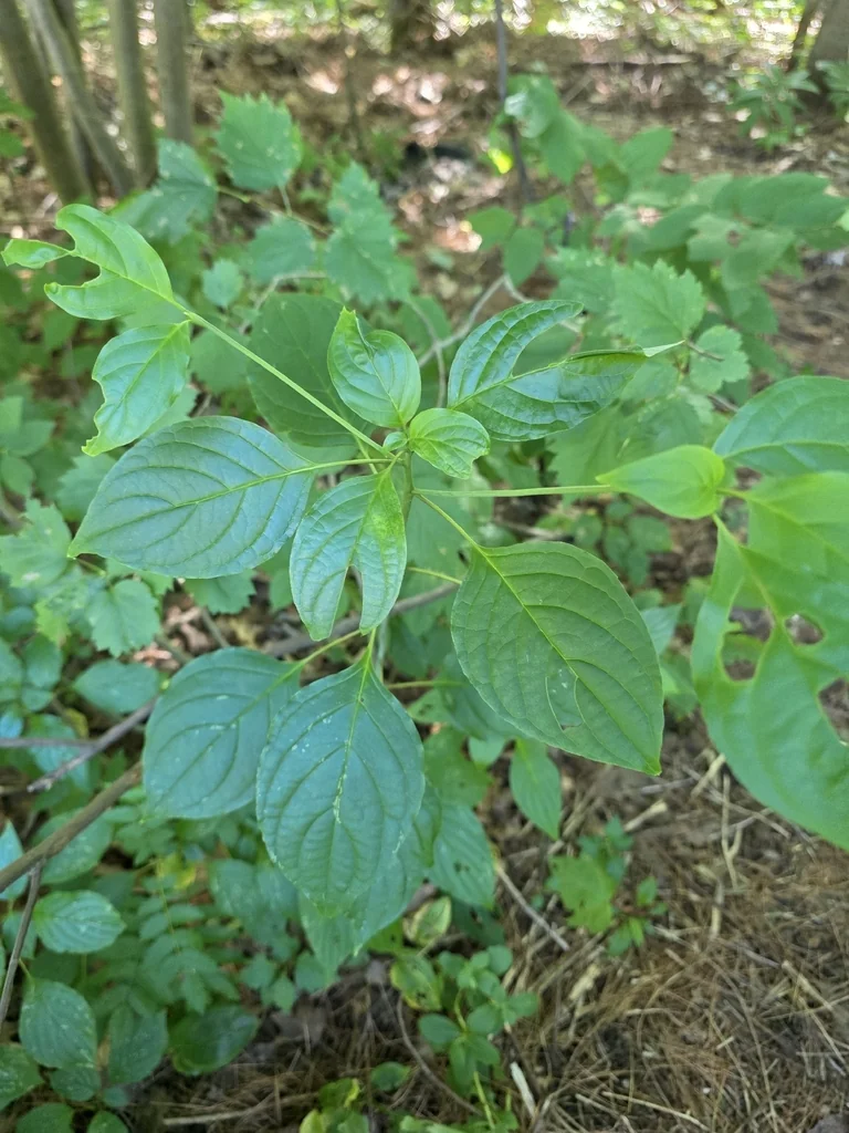 Cornus Alternifolia