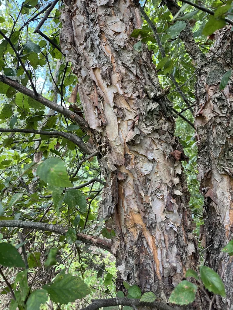 Betula Nigra