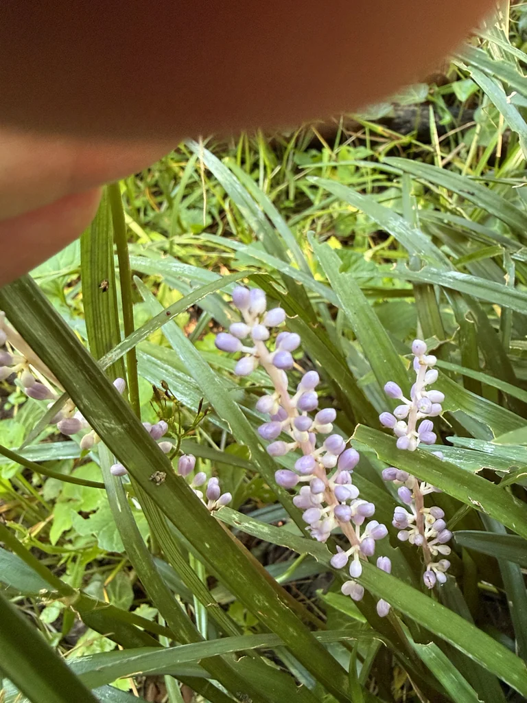 Liriope Muscari