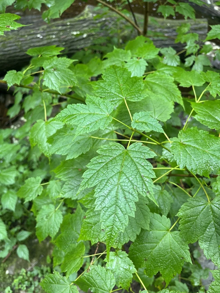 Acer Spicatum
