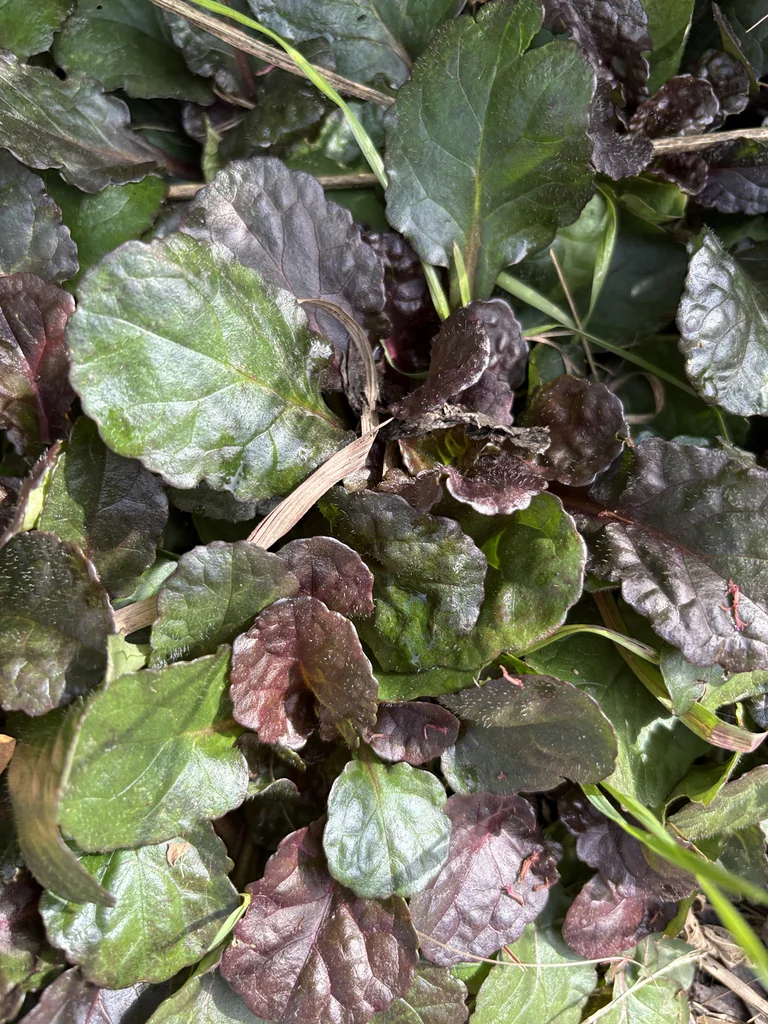 Ajuga Reptans