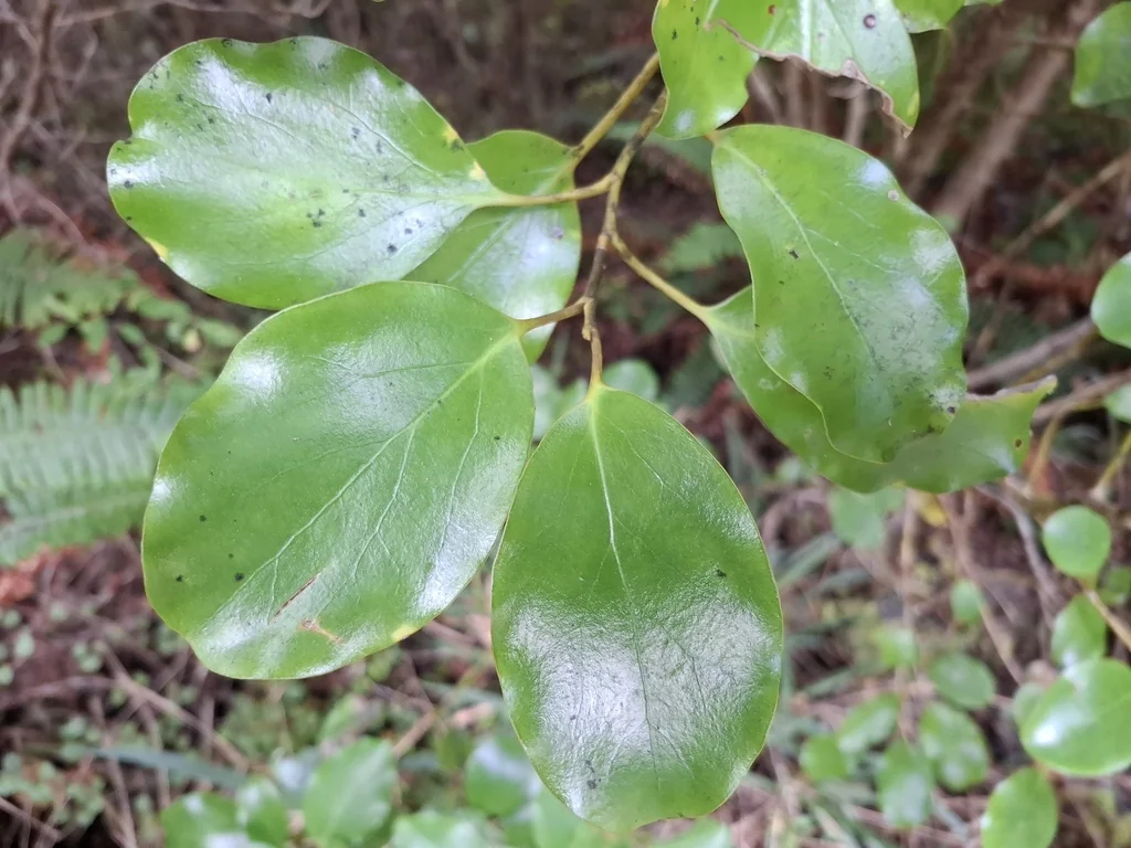 Griselinia Littoralis