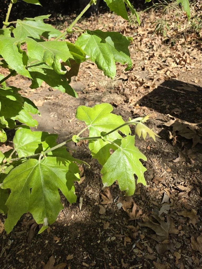 Platanus Racemosa