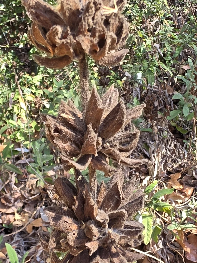 Salvia Spathacea