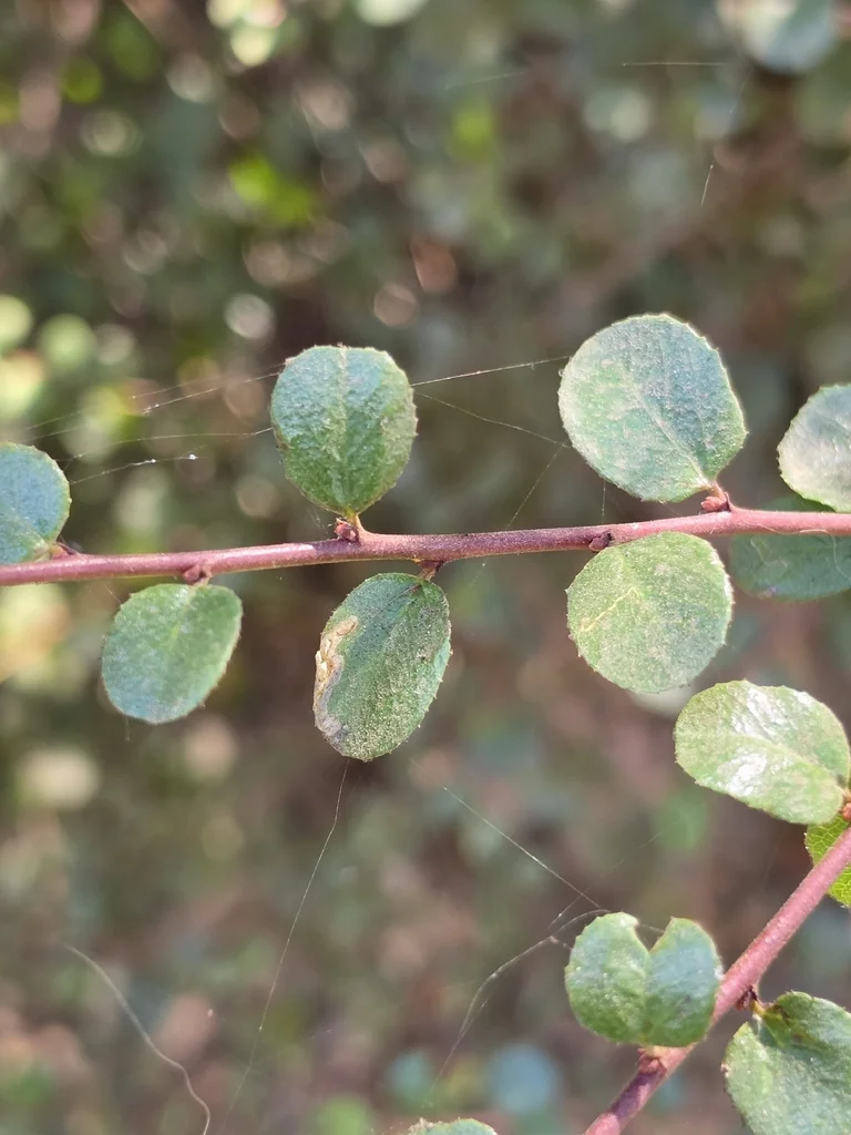 Rhamnus Crocea