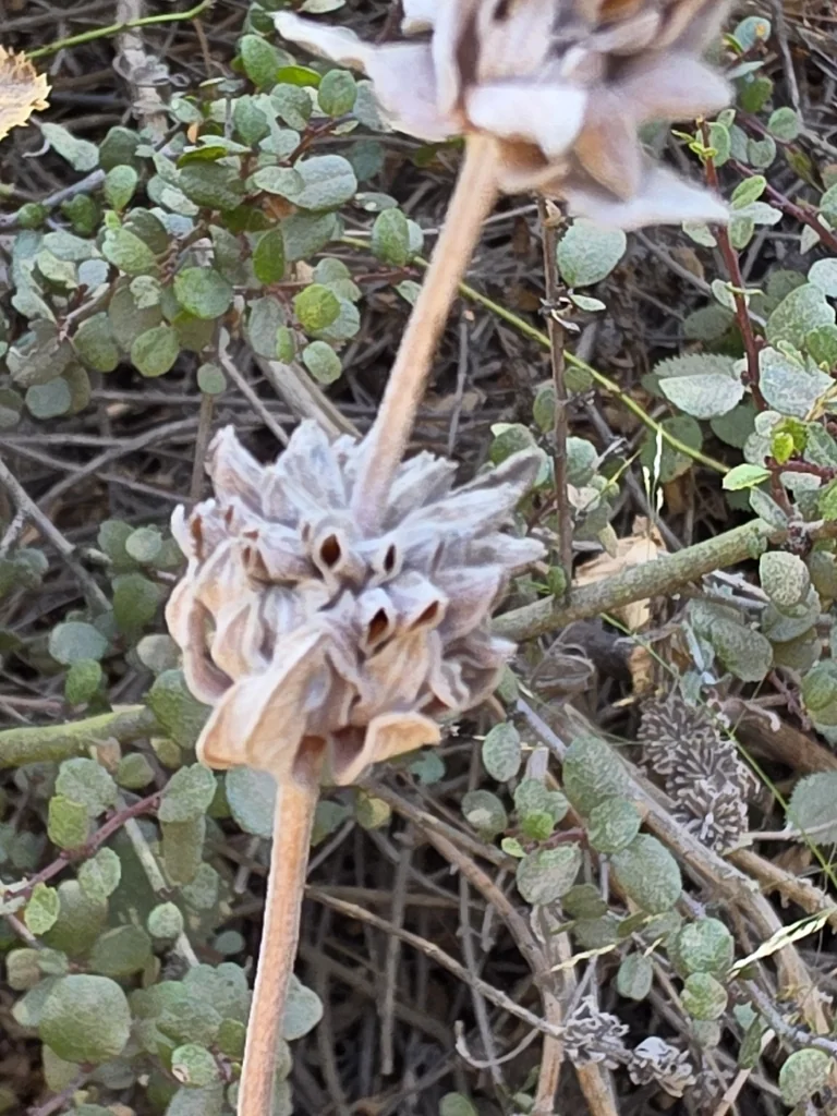 Salvia Leucophylla