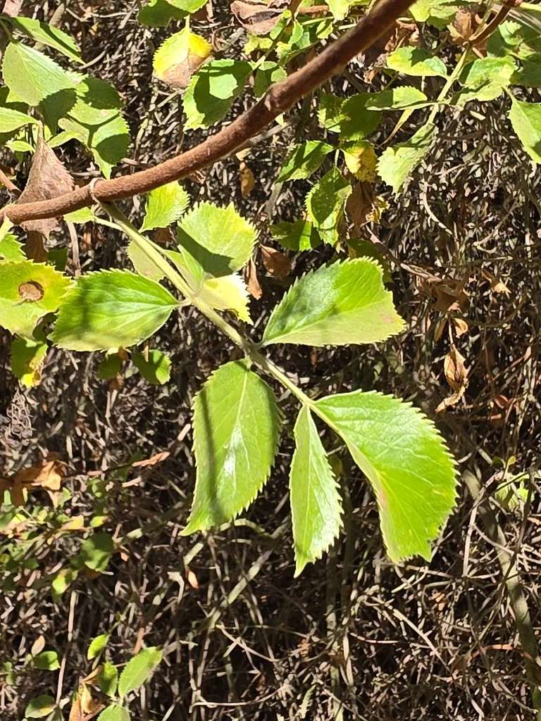 Sambucus Mexicana