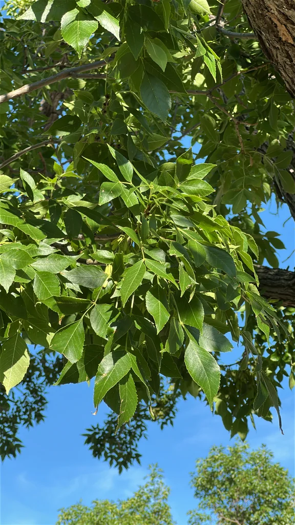 Fraxinus Pennsylvanica