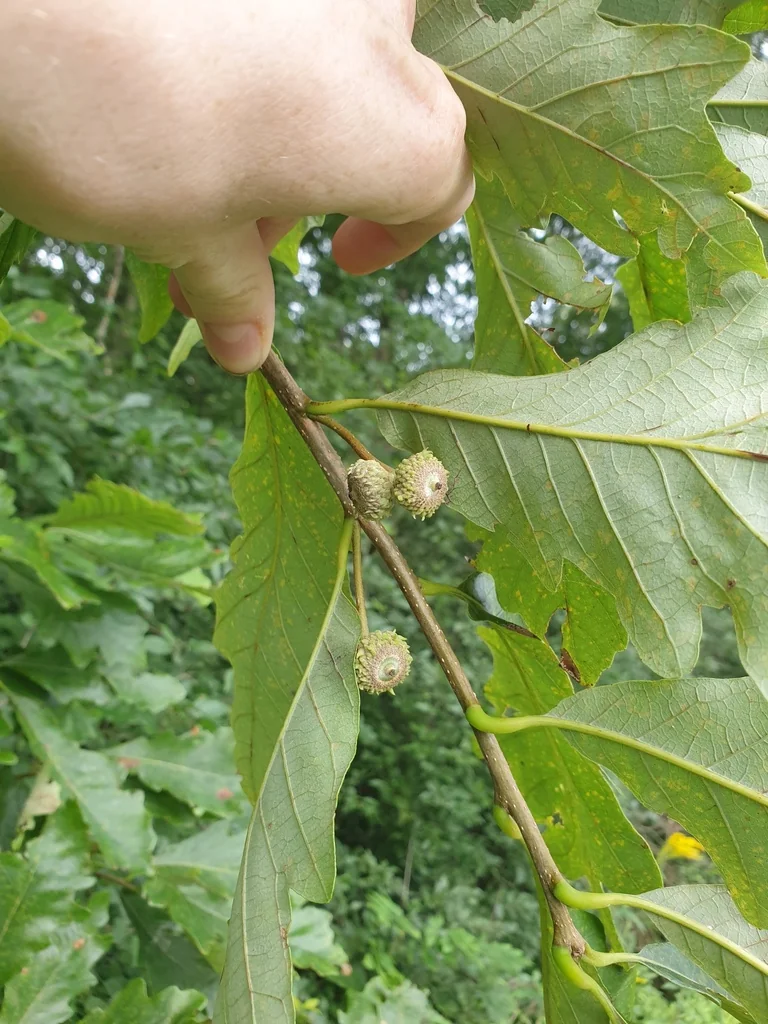 Quercus Bicolor