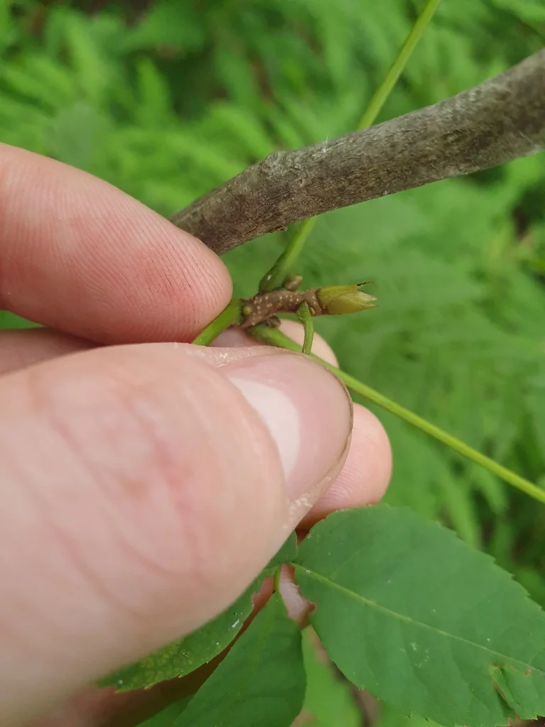 Carya Ovata