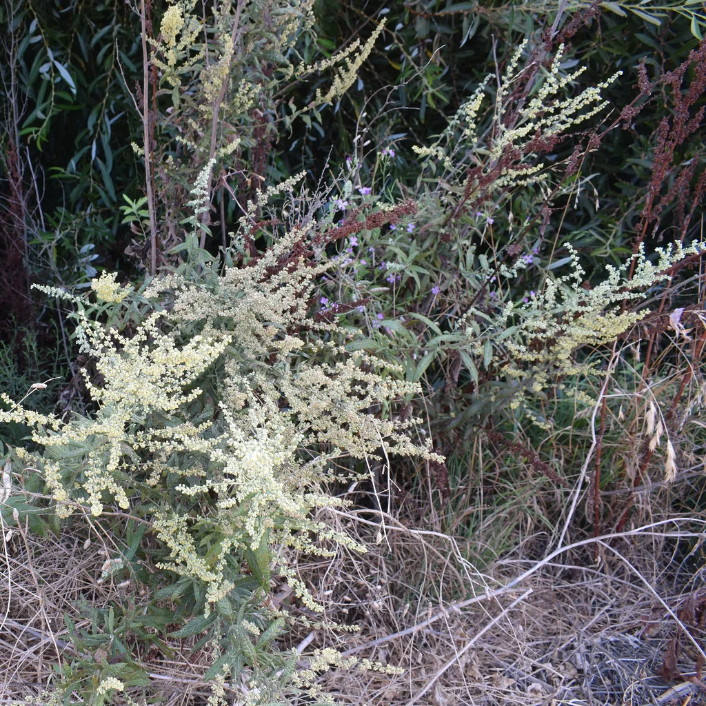 Artemisia Douglasiana