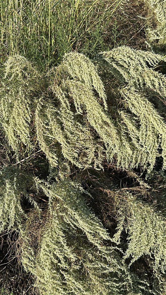 Artemisia Filifolia