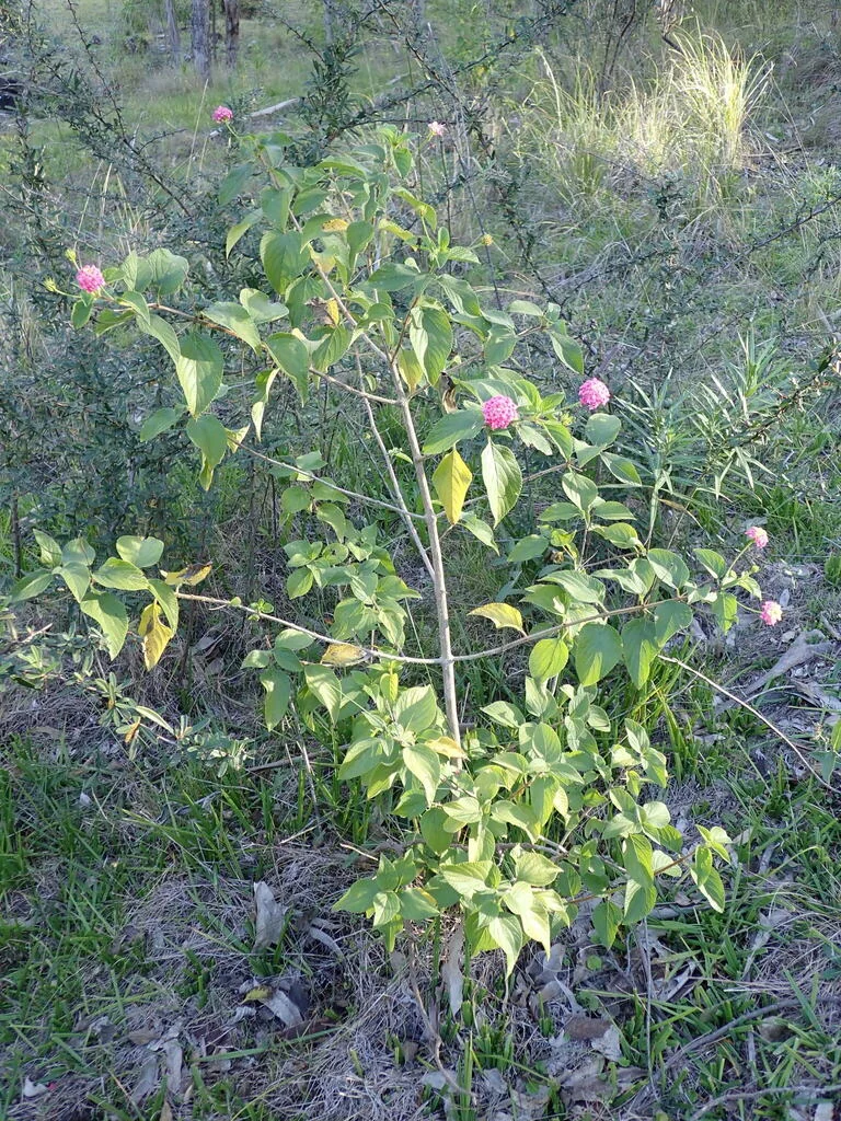 Lantana camara