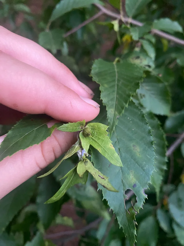 Carpinus Caroliniana