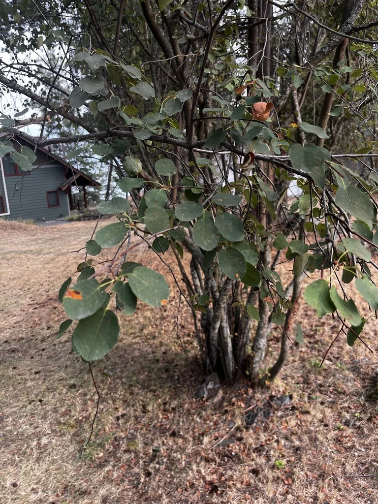 Amelanchier Alnifolia