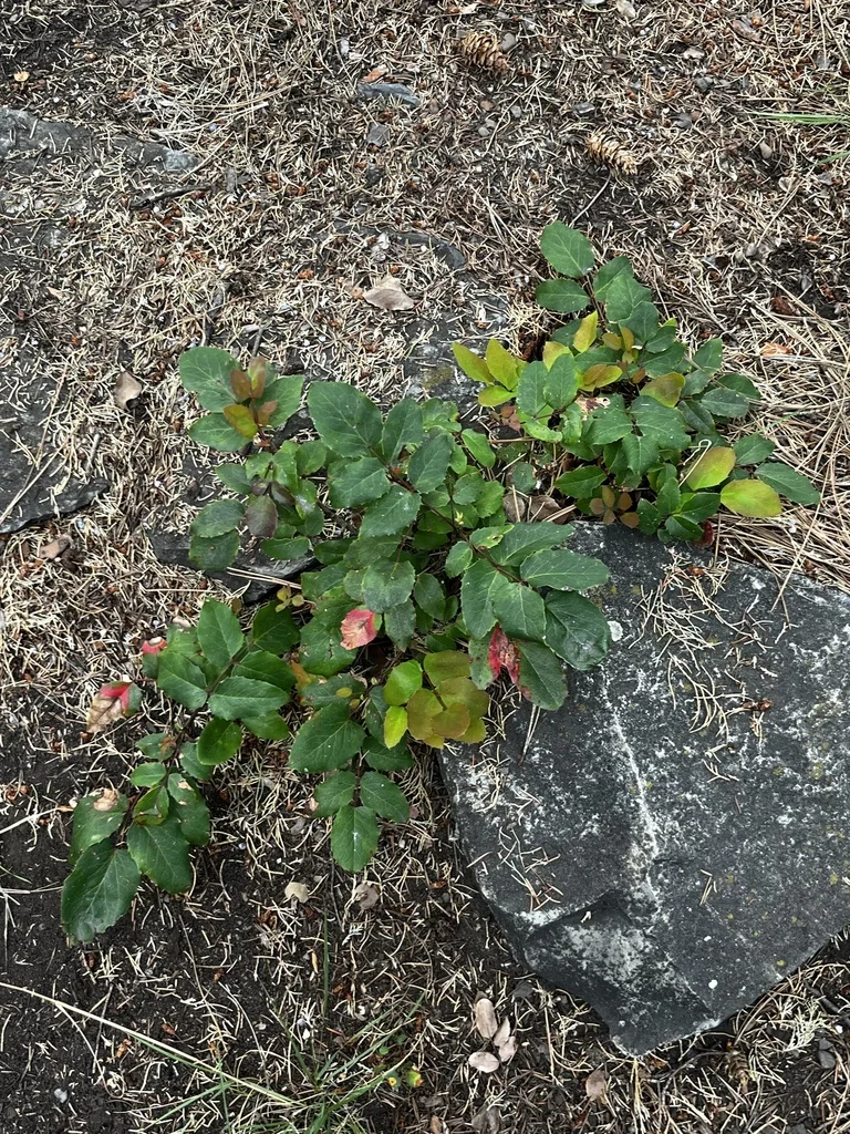 Mahonia Repens