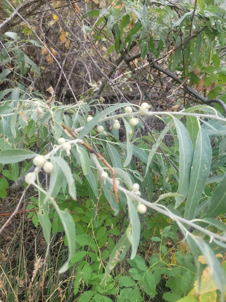Elaeagnus angustifolia
