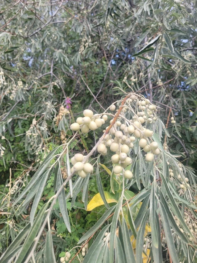 Elaeagnus angustifolia