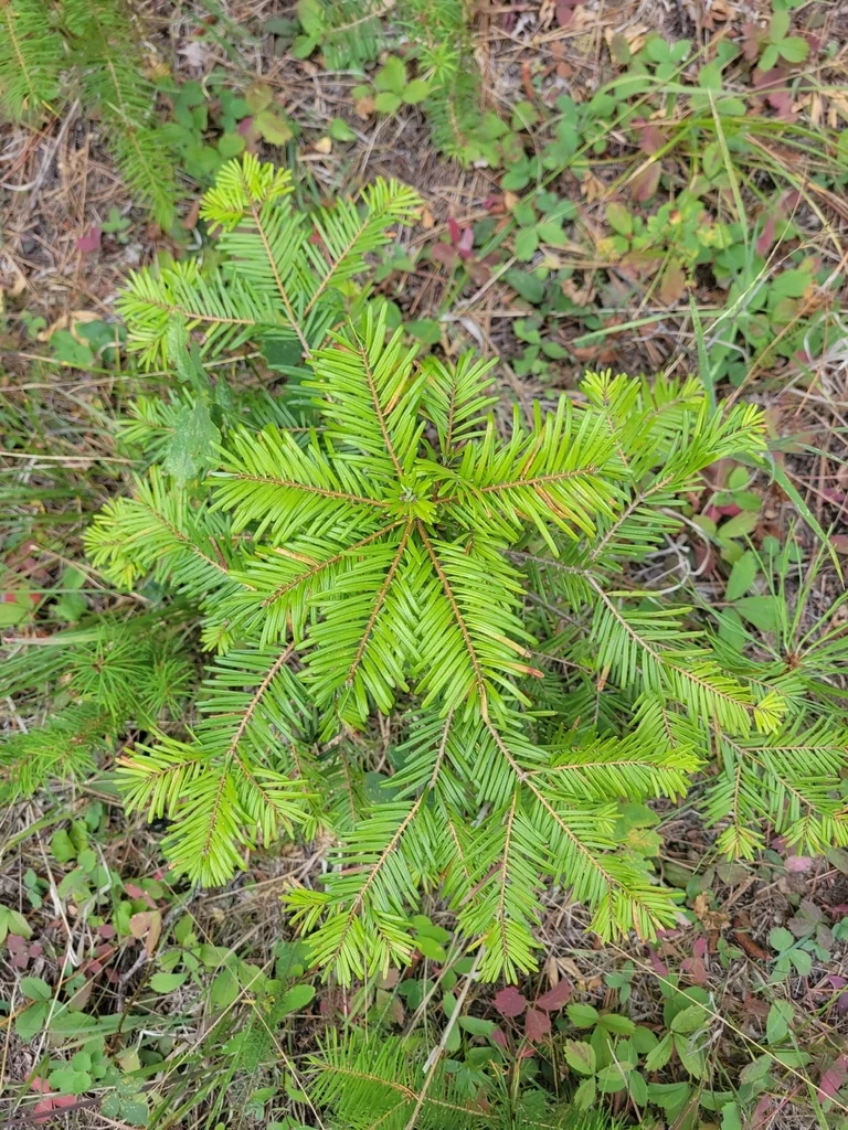 Abies Grandis