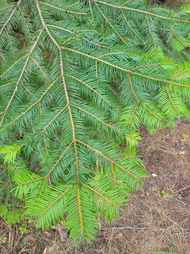 Abies Grandis