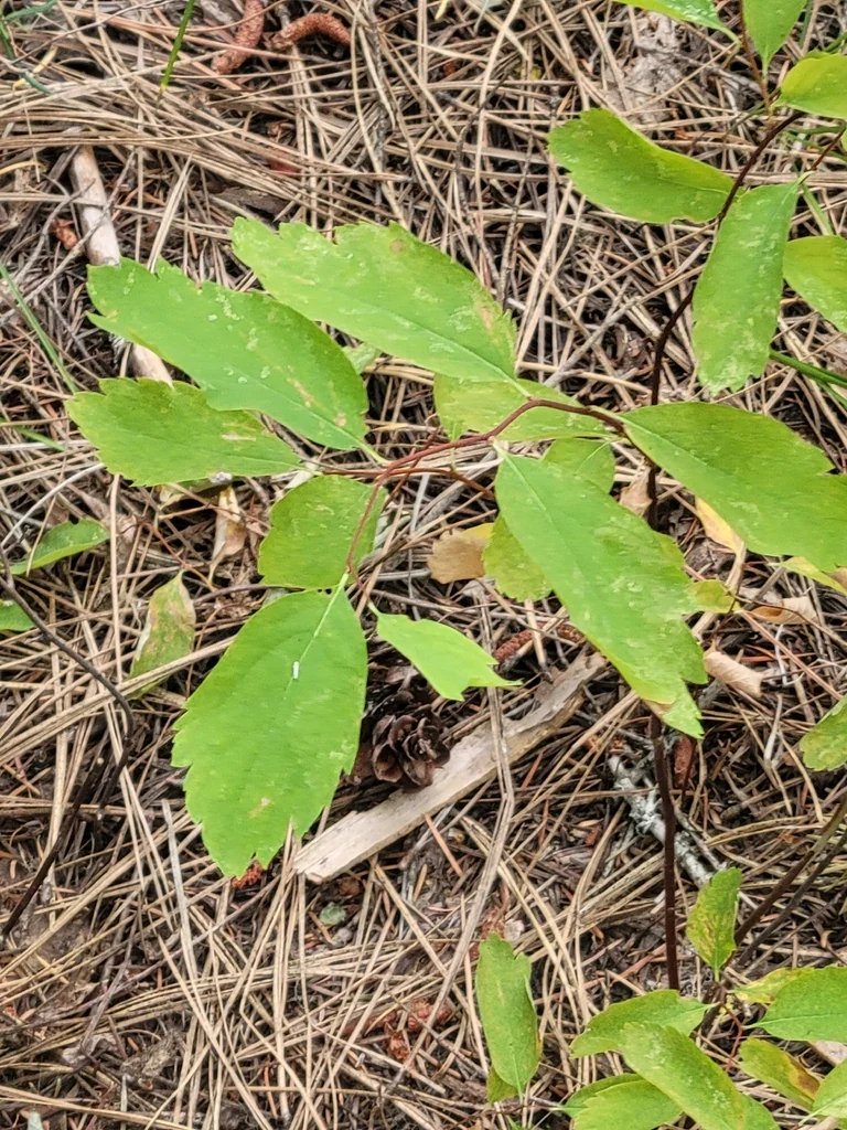 Spiraea Betulifolia Var. Lucida