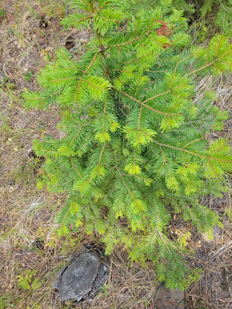Abies Grandis