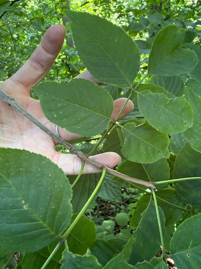 Fraxinus Quadrangulata
