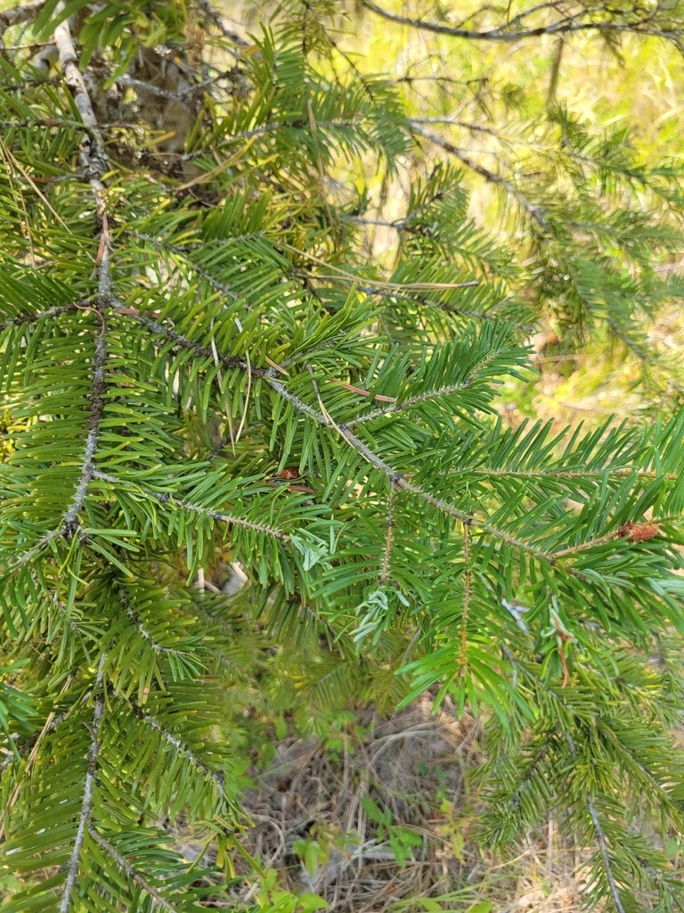 Abies Grandis