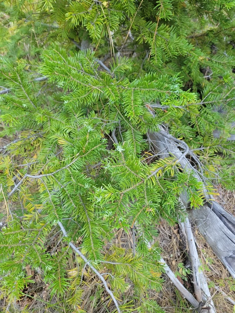 Abies Grandis