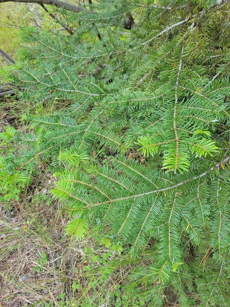 Abies Grandis
