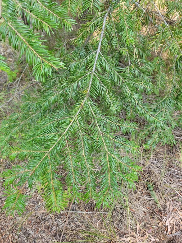 Abies Grandis