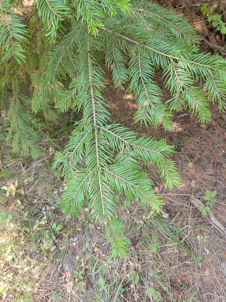 Abies Grandis