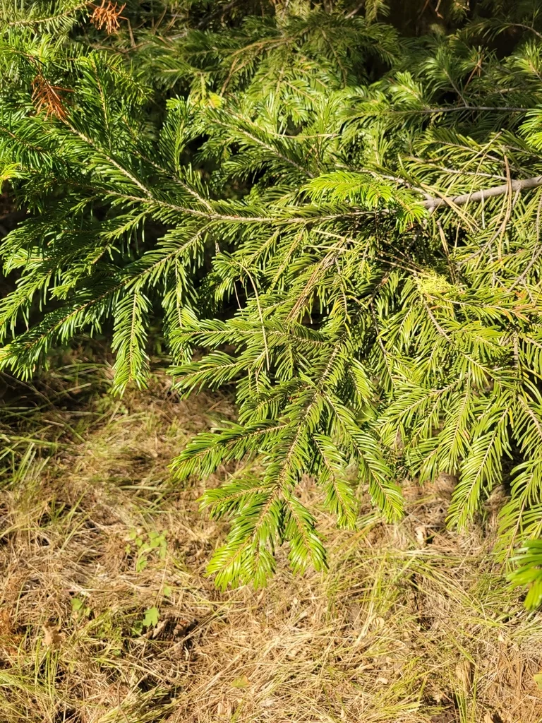 Abies Grandis