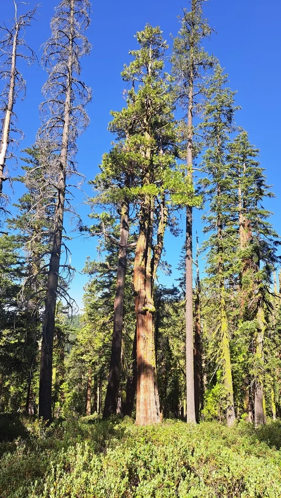 Calocedrus Decurrens