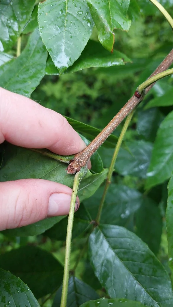 Fraxinus Pennsylvanica