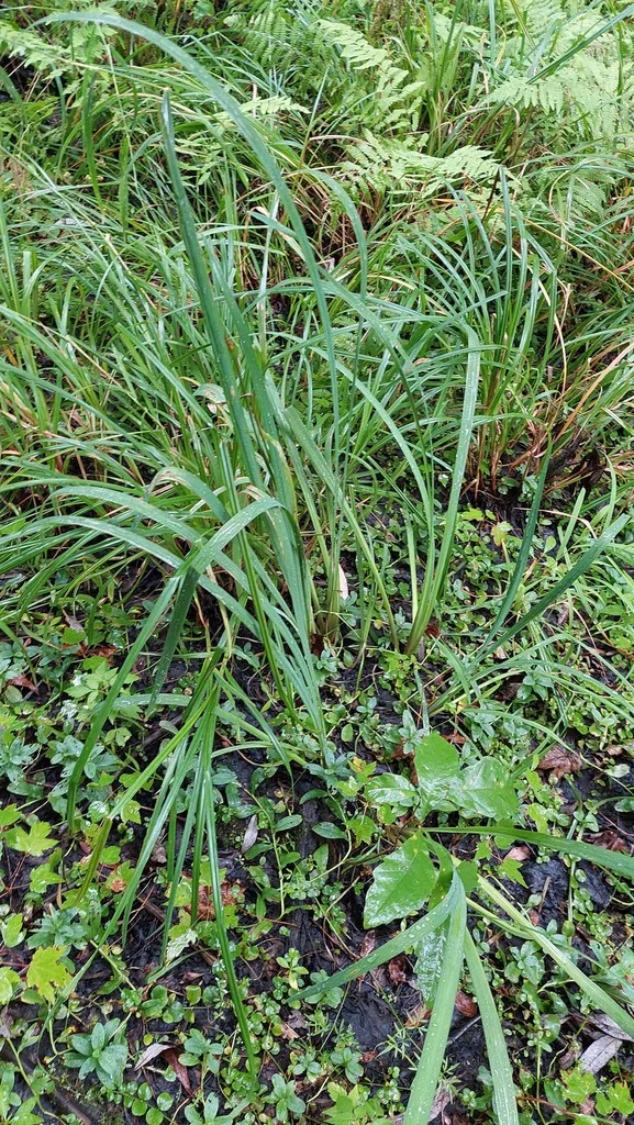 Iris Versicolor
