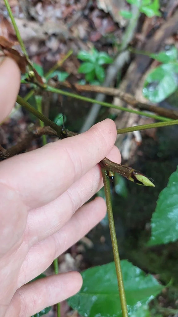 Carya Ovata