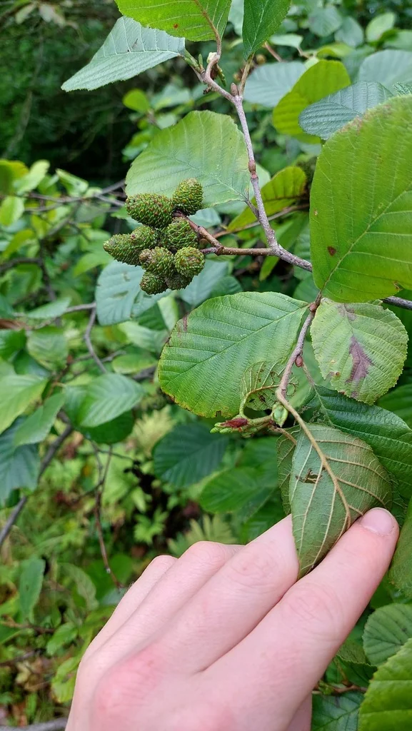 Alnus Serrulata