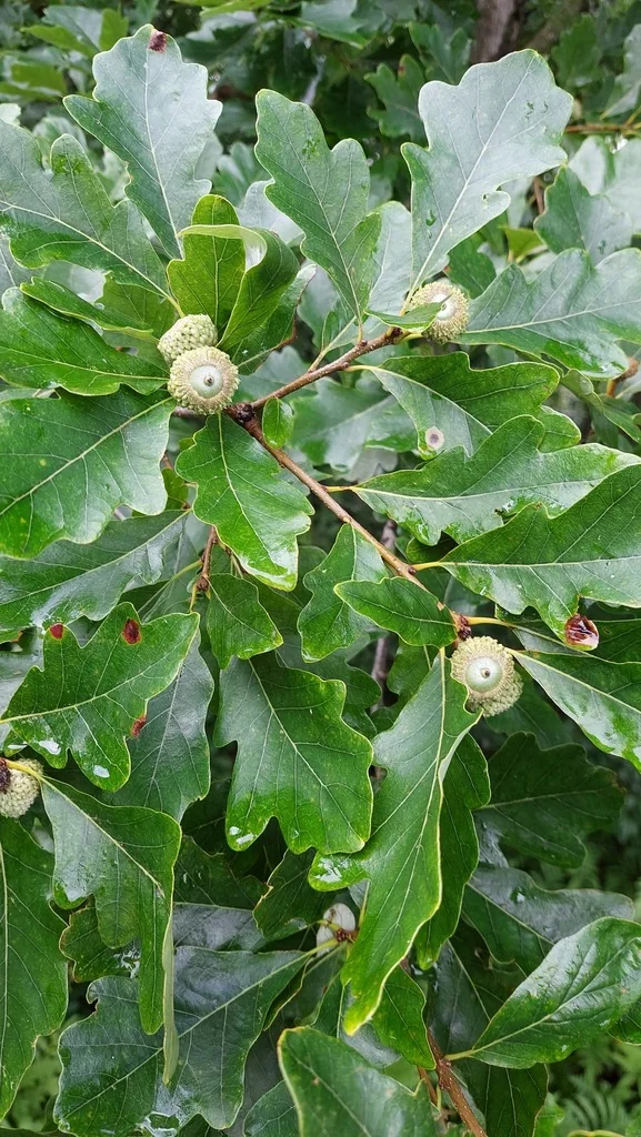 Quercus Bicolor