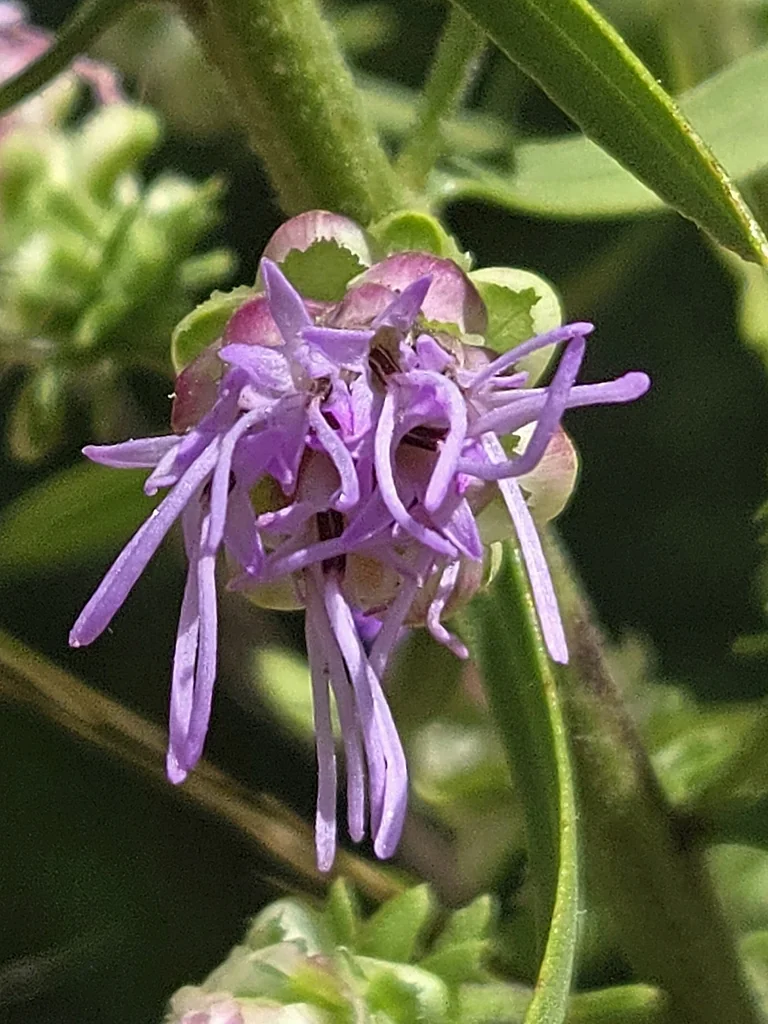 Liatris Aspera