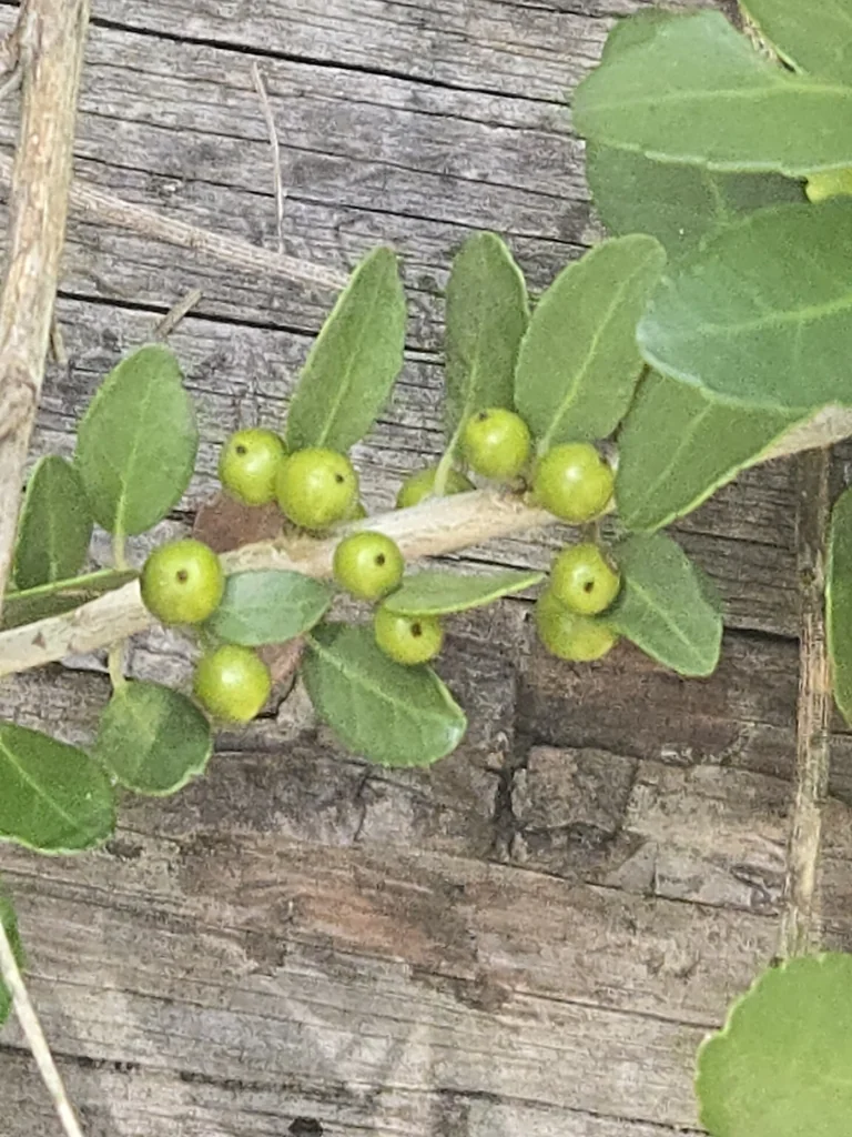 Ilex Vomitoria