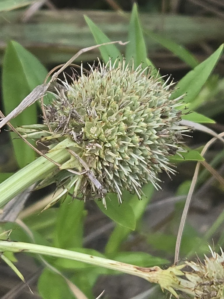 Eryngium Yuccifolium