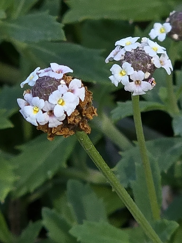 Lippia Nodiflora