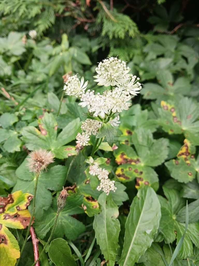 Astrantia Major